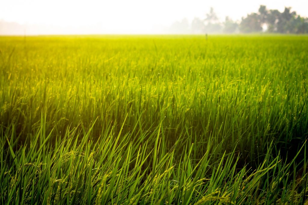 เคมีเกษตรดอทคอม ให้บริการขายปลีก – ส่ง เคมีภัณฑ์ สารป้องกัน และกำจัดศัตรูพืช และอุปกรณ์ทางการเกษตรมากว่า 40 ปี ด้วยประสบการณ์ที่สั่งสมมายาวนานในธุรกิจเคมีเกษตรและจำหน่ายสินค้าหลากหลายยี่ห้อจากผู้ผลิตที่น่าเชื่อถือ จากหลายประเทศทั่วโลก เรามีความมั่นใจในสินค้าและบริการเป็นอย่างยิ่ง ทั้งในเรื่องคุณภาพของสินค้า การบริหารจัดการองค์กร รวมถึงการจัดส่งสินค้าถึงมือลูกค้าที่รวดเร็วและตรงเวลา